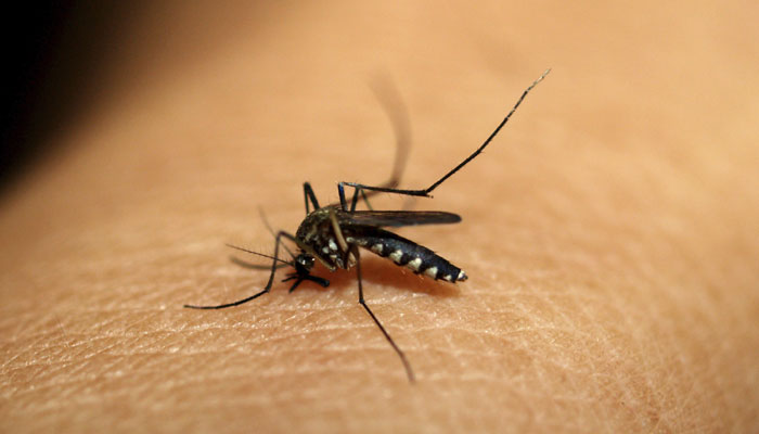 India likely to get Dengue vaccine by end of 2019
